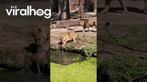 Lioness Saves Her Cub While Fending Off Belligerent Male || ViralHog