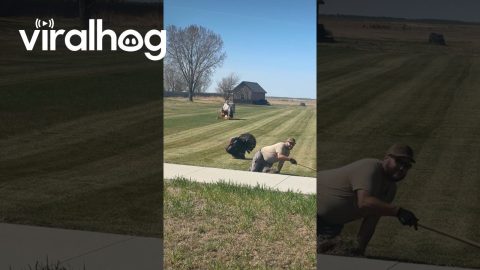 Turkey in Stealth Mode || ViralHog