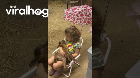 Toddler Singing Lullaby to Baby Goat || ViralHog