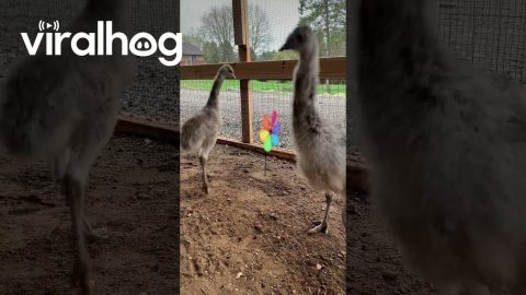 Emu Chick Stomps Pinwheel || ViralHog