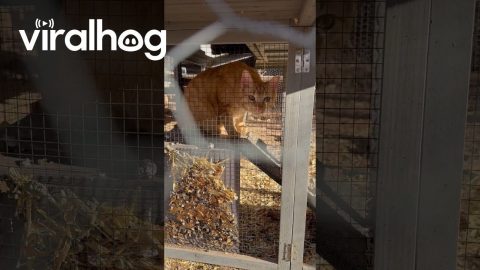 Orange Cat Thinks He's a Chicken || ViralHog