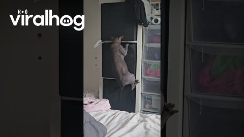 Cat Gets His Belly Stuck Climbing Into Box || ViralHog