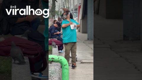 Man Invites Pigeons To Eat From His Mouth || ViralHog
