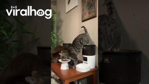 Confused Cat Elevates Booty To Eat From New Feeder || ViralHog
