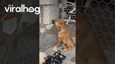 Shiba Inu puppy pets his Quaker Parrot Friend || ViralHog