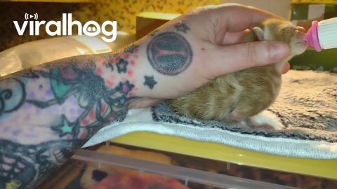 Kitten Pulled From Tornado Rubble in Michigan || ViralHog