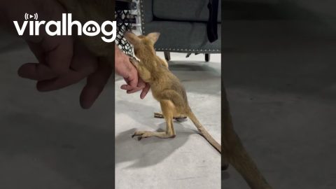 Cute Baby Wallaby || ViralHog