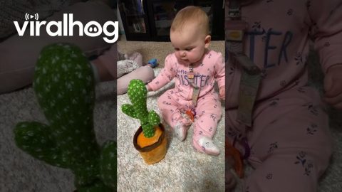 Baby Has in Depth Conversation With Talking Cactus Toy || ViralHog Shorts