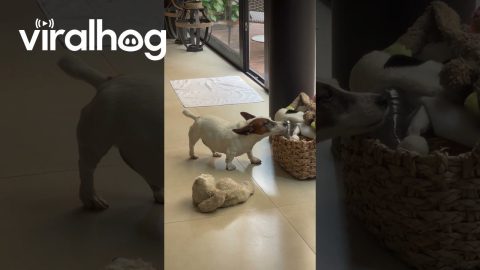 Miniature Jack Russell Creatively Scratches an Itch || ViralHog