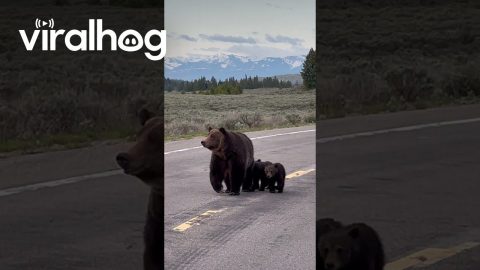 Mama Bear and Cubs Walking on Road in Grand Teton National Park || ViralHog