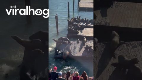 Massive Sea Lion Owns the Pier || ViralHog