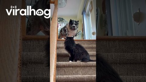 Cat Blocks Dog From Going Downstairs || ViralHog