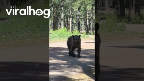 Shedding Bear Looks Like She's Wearing Fuzzy Pants || ViralHog