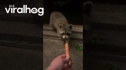 Treat For a Friendly Raccoon || ViralHog