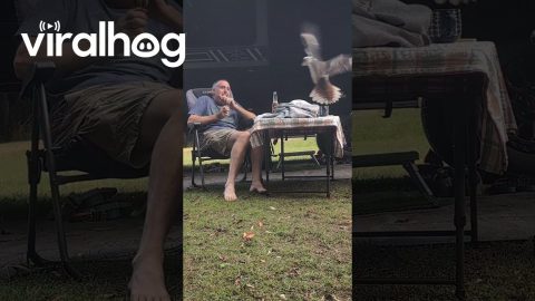 Man's Quiet Moment Interrupted By Kookaburra Chaos || ViralHog