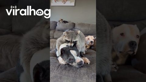 Raccoon Interrupts Pitbull's Nap || ViralHog