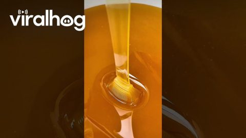 Honey Folding Into Ripples || ViralHog