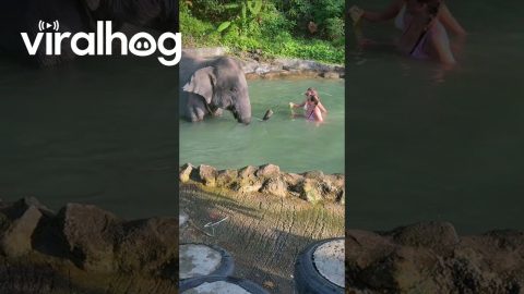 Elephant Bath Time Gone Wrong || ViralHog