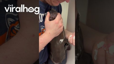 This Is the Only Way to Get Franklin to Take His Medicine || ViralHog