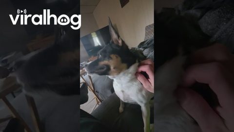Rat Terrier Slapped Me in the Face || ViralHog