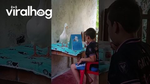 Duck Models For Little Artist || ViralHogDuck Models For Little Artist || ViralHog