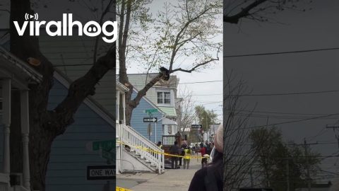 Albany Bear Falls Into Net || ViralHog