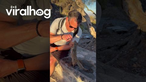Hiker Shares Water With a Thirsty Squirrel || ViralHog