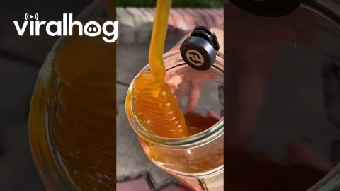 Satisfying Honey Pour || ViralHog