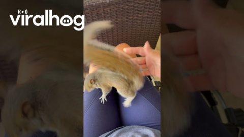 Friendly Squirrel Playfully Wrestles With Hand || ViralHog
