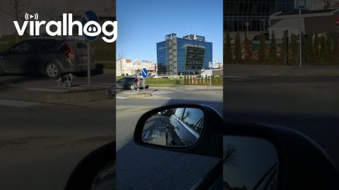 Pedestrian Dog Uses Crosswalk Like a Person || ViralHog
