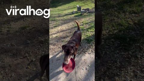 Abel's Spent Twelve Years Perfecting His Frisbee Flips || ViralHog
