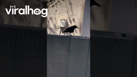 Crow Barking Like a Dog || ViralHog