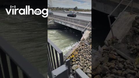 Seagulls Using Wind Tunnel for Leisure || ViralHog
