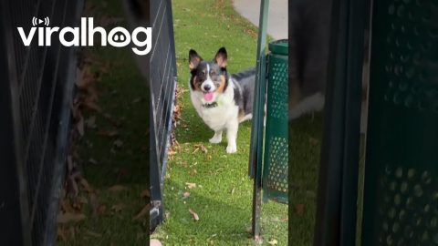 Little Birds Take Brushed Dog Hair For Nests || ViralHog