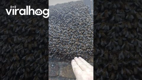First Honey Bee Swarm of the Year at Gordon Park || ViralHog