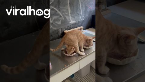 Funny Orange Cat Feeding Time || ViralHog