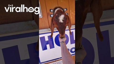 Goat Kissing Booth || ViralHog