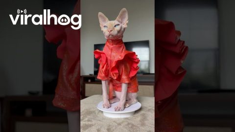 Pretty Sphynx Kitty on Display || ViralHog