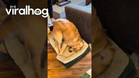 Golden Bruce Has Mixed Feelings About Butt Brushing || ViralHog