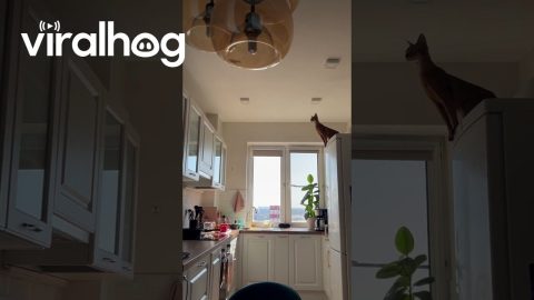 Cat Make Calculated Leap Across Kitchen || ViralHog