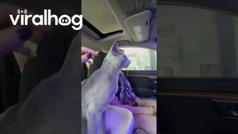 Cozy the Cat's First Car Wash || ViralHog