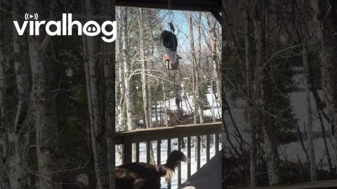 Squirrel Gets Stuck on Spinning Bird Feeder || ViralHog