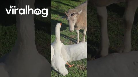 Naughty Goose Bullies Timid Sheep || ViralHog