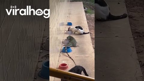 Iguana Joins in on Cat Feeding Time || ViralHog