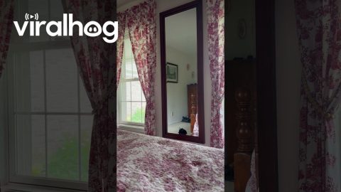 Cat Launches Herself Into Mirror || ViralHog