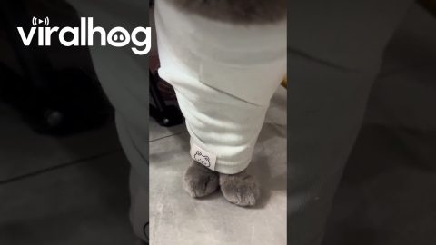 Cat Walks in Tiny Steps After Legs Slip Into Same Sleeve || ViralHog