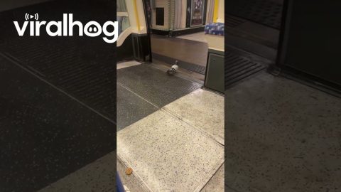 Pigeon Gets Off the London Tube || ViralHog