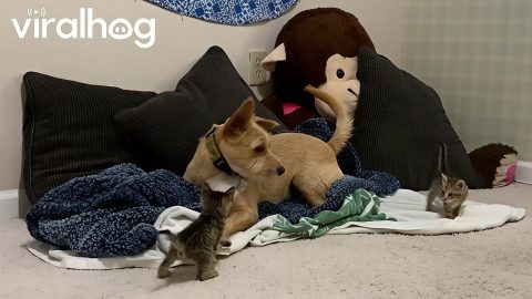 Funniest Dogs of the Week 😂🐶 Funny Animal Videos || ViralHog