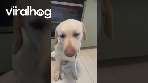 Dog Takes Banana But Leaves Pill Behind || ViralHog