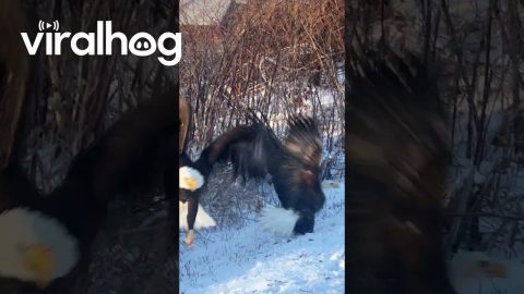 Two Grounded Bald Eagles With Locked Talons || ViralHog